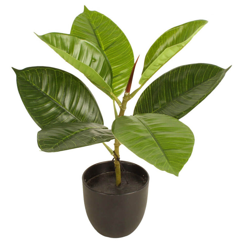 Potted Rubber Plant 30cm