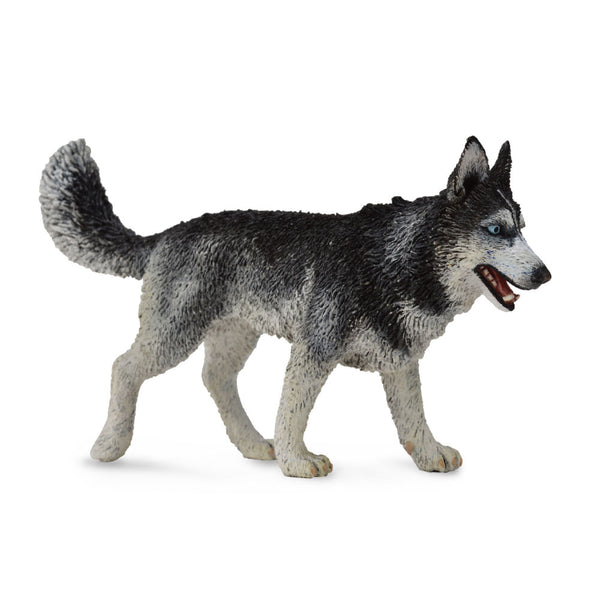 CollectA Siberian Husky Figure (Large)