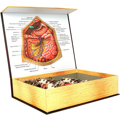 Dr. Livingston's Anatomy Jigsaw Puzzle the Human Abdomen